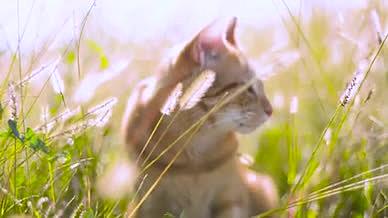 宠物猫橘猫姜猫动物视频的预览图